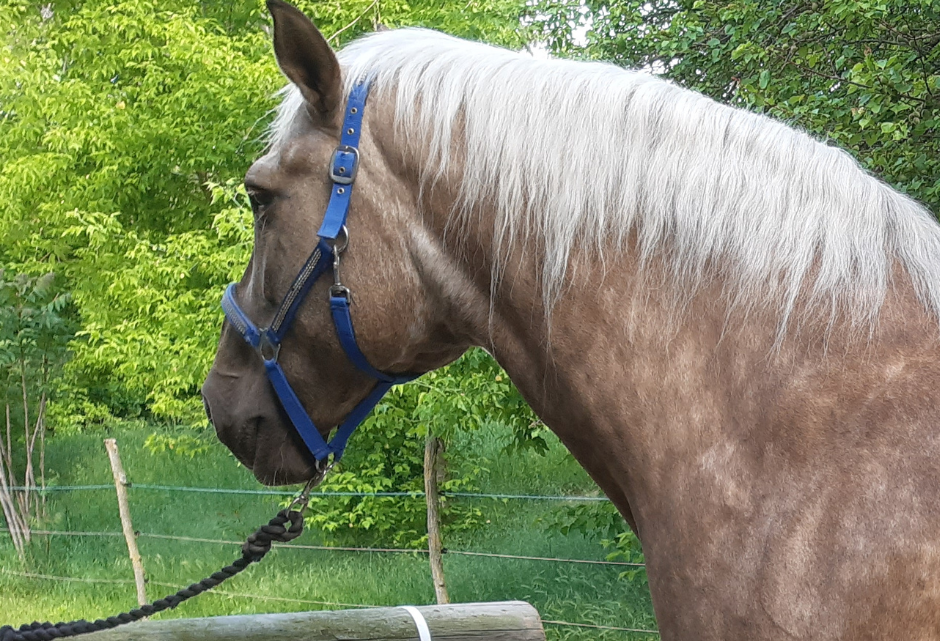 Grimeskaft-Hvad kan man bruge det til?